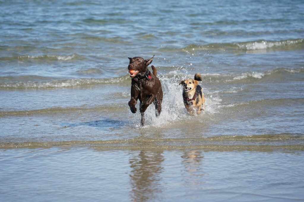 Due cani corrono e giocano nell'acqua poco profonda di una spiaggia, spruzzando acqua mentre inseguono una palla arancione.