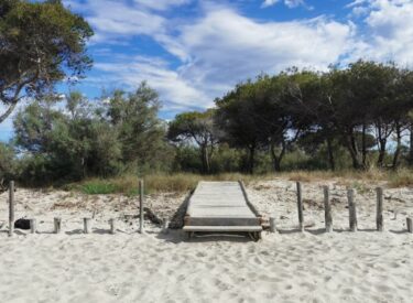 Passerella di legno che conduce da una spiaggia sabbiosa a una pineta.