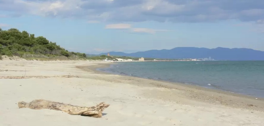 Spiaggia sabbiosa di Piombino con legno driftwood e vista sulle colline circostanti.