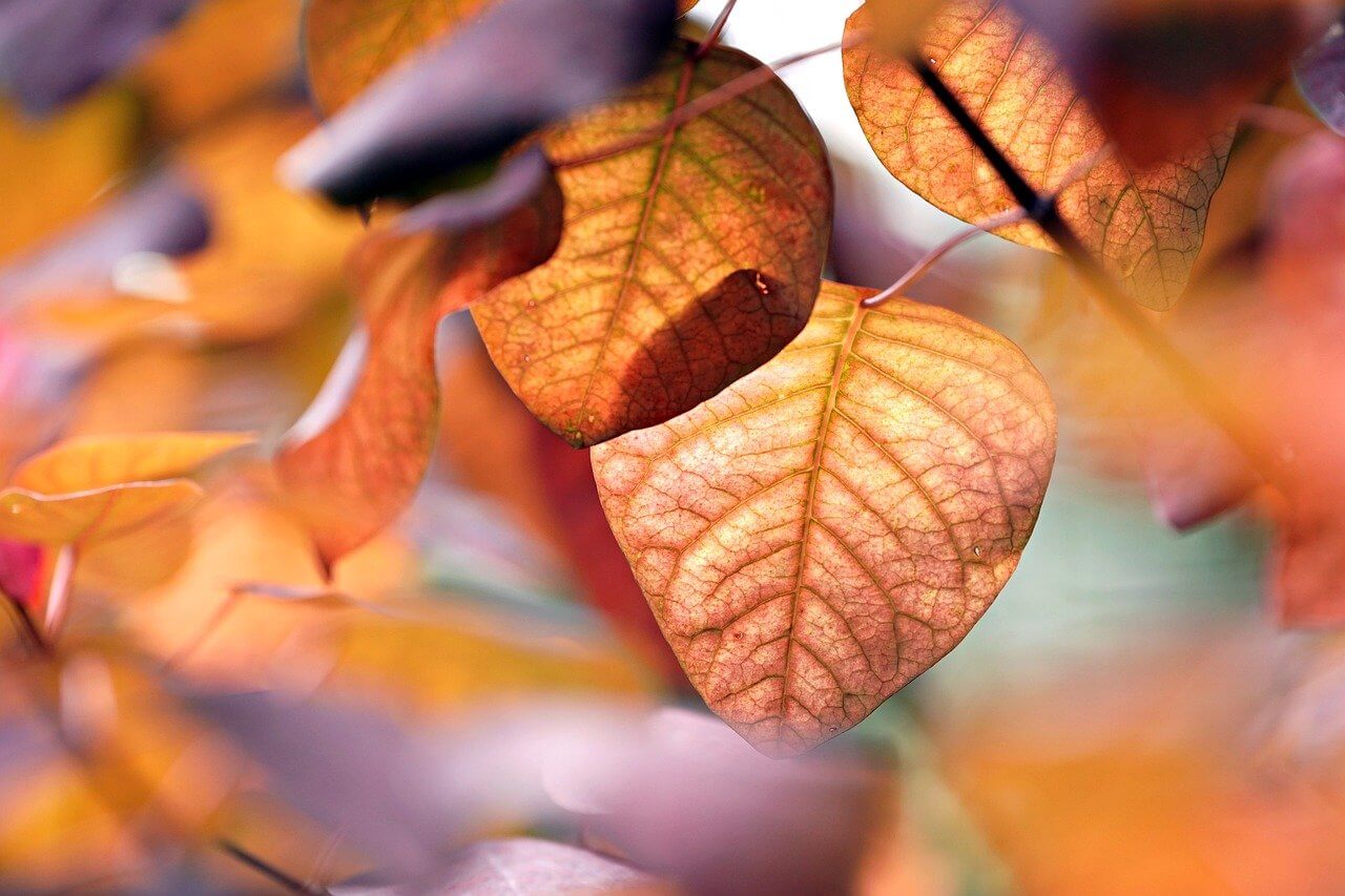 Foglie autunnali arancioni e marroni con venature visibili, dettagliate e sfocate sullo sfondo.