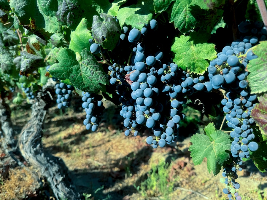 Vigneti e cantine di Bolgheri