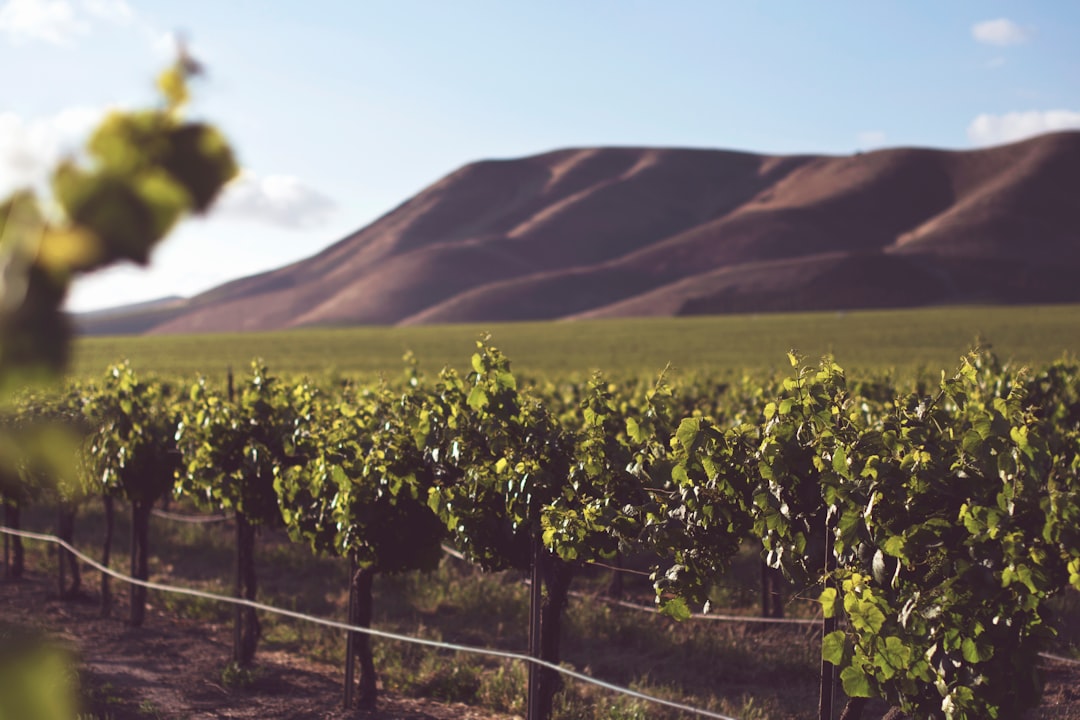 Photo Tuscan vineyard